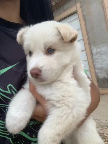 cachorro husky