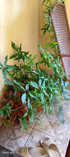 Vendo 10 lindas plantas: cada planta custa 80 reais