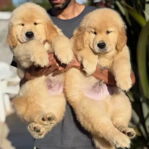 Golden Retriever : Entregamos Machos e Fêmeas Puros