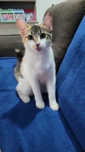 Gata para ADOÇÃO Castrada