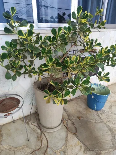 Planta com vaso 