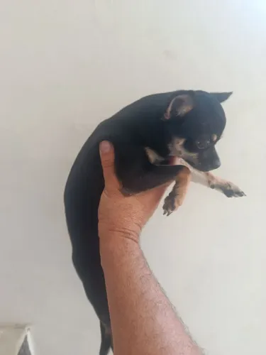 Chiuhauha macho 