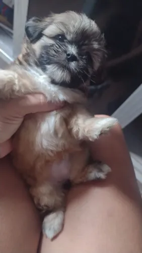 Filhote shih tzu fêmea