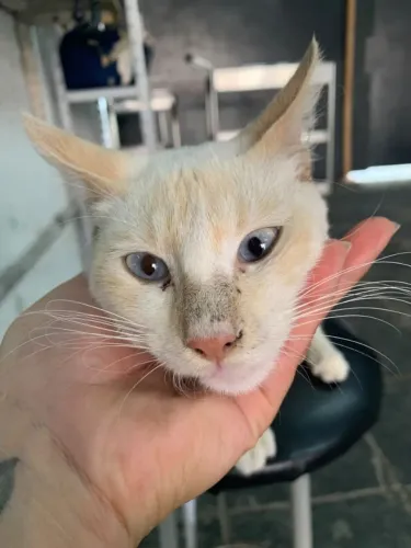 Lindo gatinho macho a procura de um lar ?
