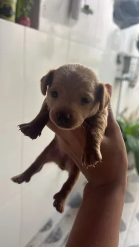 Pinscher macho