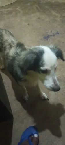 Cachorro fêmea 