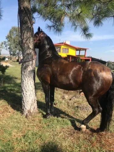 CAVALO MM DOAÇÃO