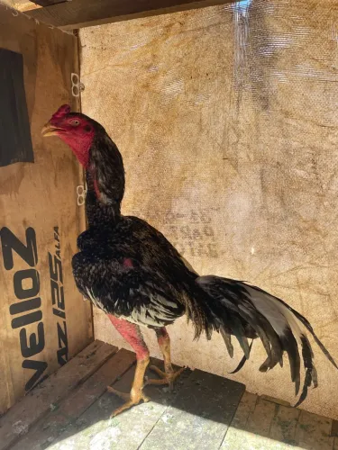 Galo de raça