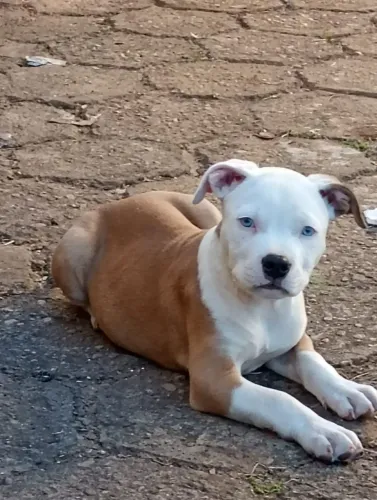 Pitbull femea