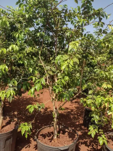 Jabuticaba produzindo 
