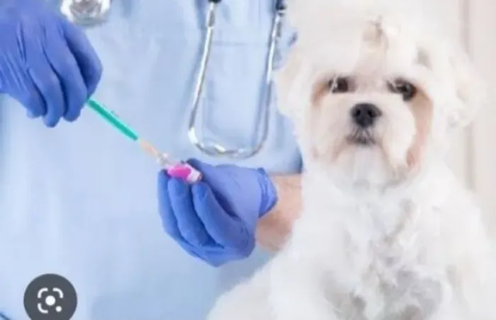 Veterinário atendimento domiciliar