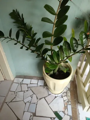 ZZ Plant - Zamioculcas zamiifolia vaso de losa e pé de ferro