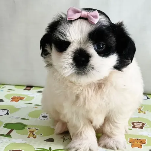 Shih Tzu à Venda - Encantadores e Carinhosos