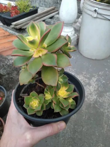 Suculenta Aeonium com bordas rosadas