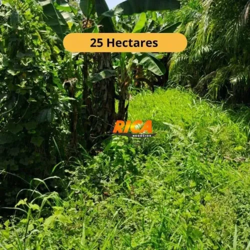 Oportunidade! Sítio de 25 Hectares com Casa, Pasto e Frutíferas