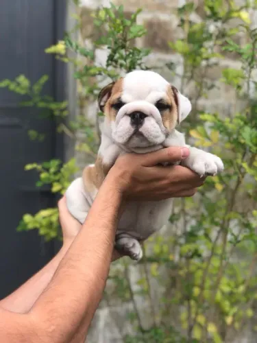 Bulldog Inglês Todas as Cores em Promoção *
