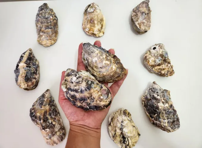 Conchas de ostra para artesanato coleção ou decoração 