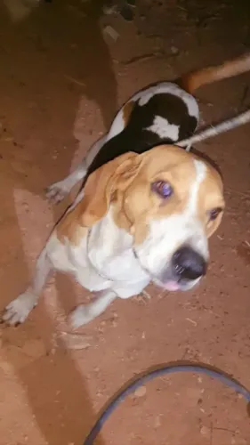 Cachorro fox howd americano 