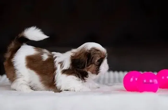 Shih-tzu fêmea disponivel na cor branca, dourada e preta- Tricolor