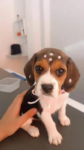 Filhote Beagle, fofos e brincalhões prontos para um novo lar!