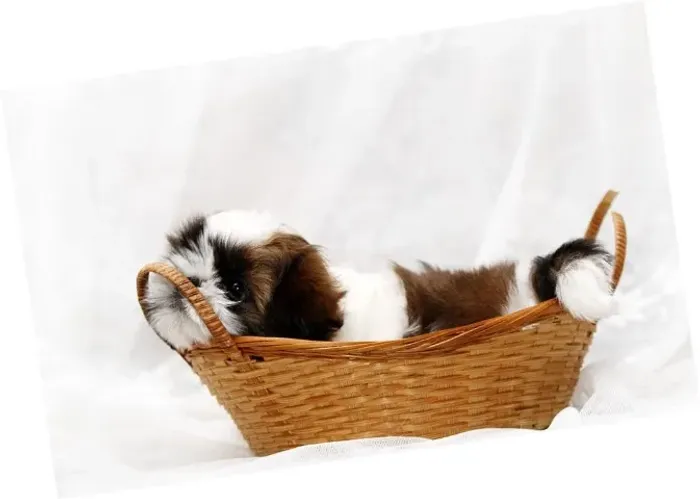 Shih-Tzu Mini Dourado Fêmea - Compacta, Alegre e Muito Brincalhona!