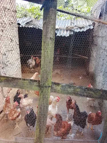 Galinhas caipiras poedeiras