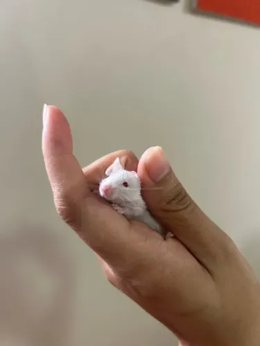 Camundongos pet