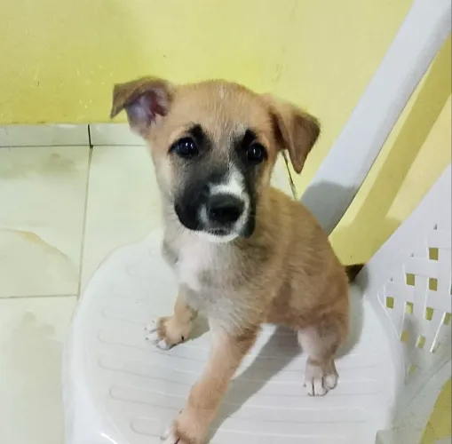 Cachorro Pastor Belga