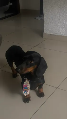 Adoção de cachorro salsicha