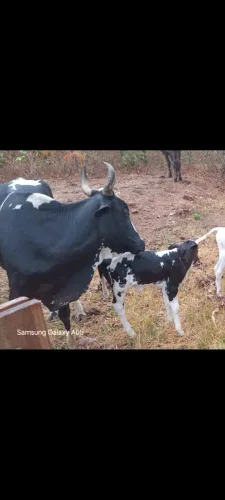 Vacas e bezerros em Pirenópolis