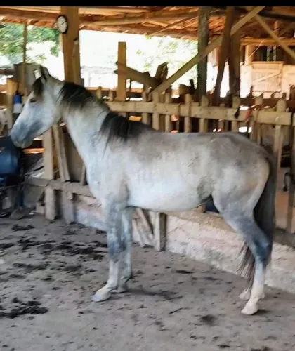 Potro Mangalarga tordilho 