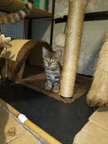 Gato Bengal
