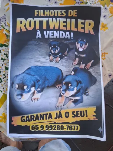 Filhotes de rottweiler