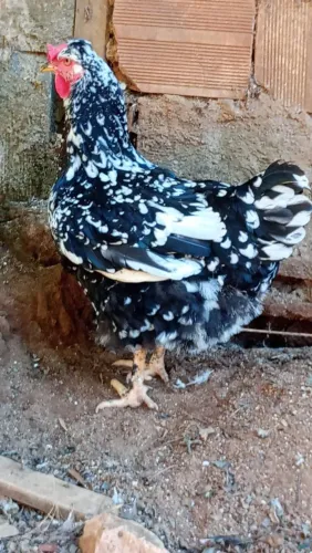 Ovos férteis fe galinha balão sertaneja
