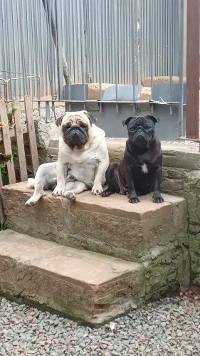 Filhotes de Pug