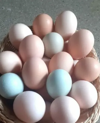 Ovos para CHOCAR de galinhas Caipiras Melhoradas e Índia Mura