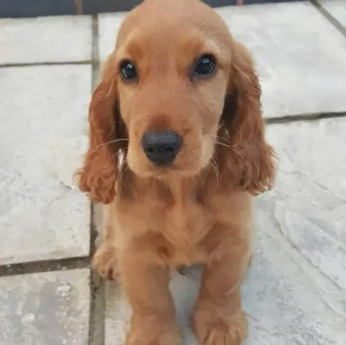 Cocker Spaniel Inglês Quer viver histórias com você