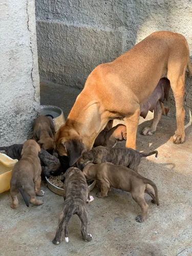 Filhotes FILA BRASILEIRO