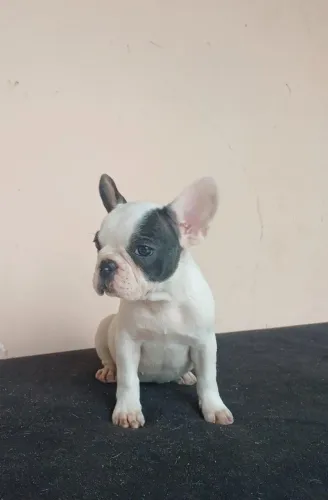 Linda femea de bulldog françês