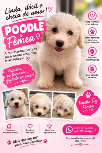 POODLE TOY FÊMEA À VENDA 