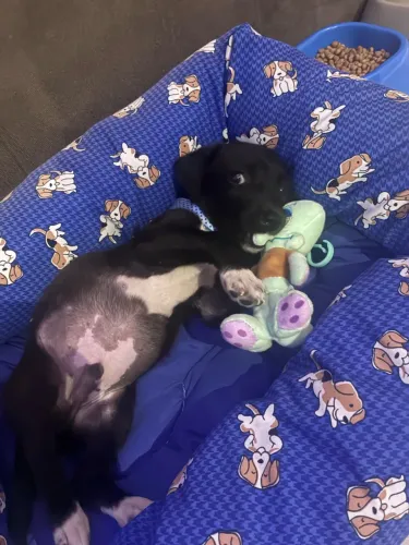 Cachorro filhote para doação
