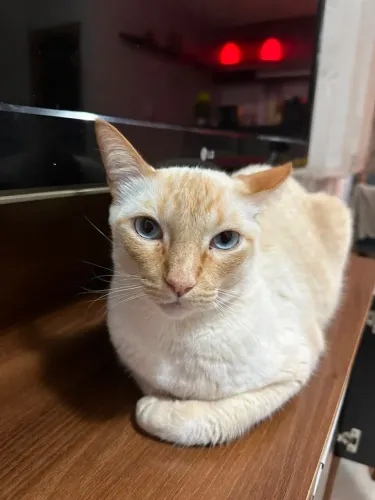 Gatos para doação