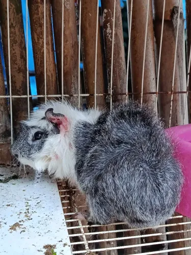 Porquinho da índia macho