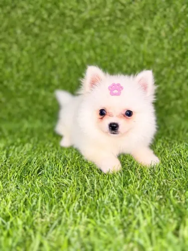 Lulu da pomeranea