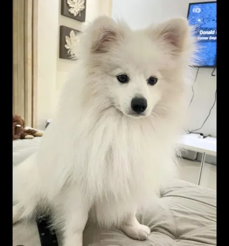 Vendo cachorrinho dócil e muito brincalhão