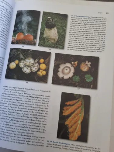Livro Biologia Vegetal Raven 7ª Edição - Guanabara Koogan - Botânica