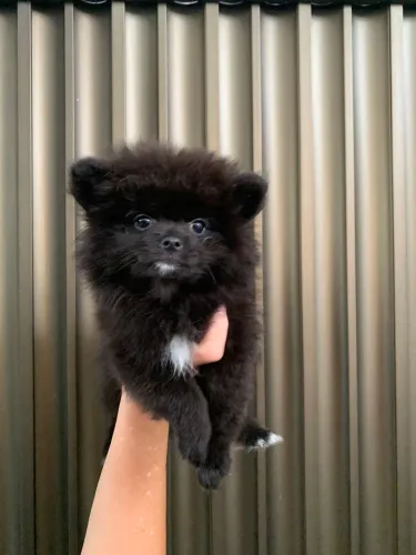 Vendo filhote de Lulu da Pomerânia