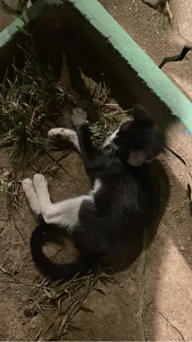 DOAÇÃO GATO FILHOTE MACHO