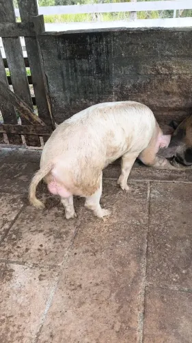 Vendo porco cachaço