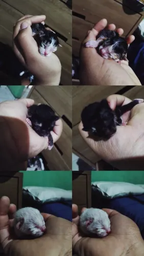 Gatos para doar